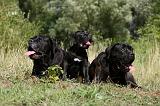CANE CORSO 863